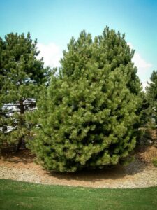 Сосна Чёрная (Pinus Nigra) купить по цене от 270.00р. в интернет-магазине «Посадика» с доставкой почтой в в Сысертье и по всей России – [изображение №1].