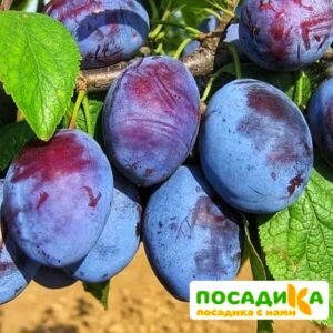 Слива Чачакская ранняя купить по цене от 229.00р. в интернет-магазине «Посадика» с доставкой почтой в в Сысертье и по всей России – [изображение №1].