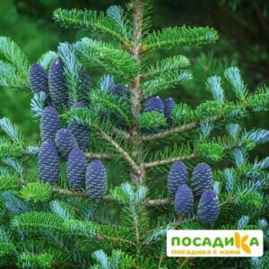 Пихта корейская (Abies koreana) купить по цене от 450.00р. в интернет-магазине «Посадика» с доставкой почтой в в Сысертье и по всей России – [изображение №1].