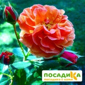 Роза Арабия купить по цене от 350.00р. в интернет-магазине «Посадика» с доставкой почтой в в Сысертье и по всей России – [изображение №1].