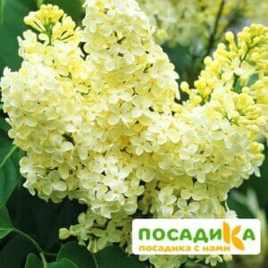 Сирень Примроуз (Primrose) купить по цене от 529.00р. в интернет-магазине «Посадика» с доставкой почтой в в Сысертье и по всей России – [изображение №1].