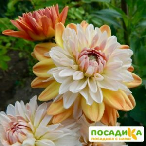 Георгина Коуп де Солейл (декоративная) купить по цене от 400р. в интернет-магазине «Посадика» с доставкой почтой в в Сысертье и по всей России – [изображение №1].