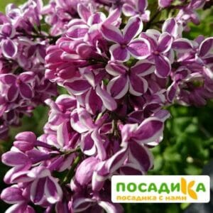 Сирень Сенсация купить по цене от 529.00р. в интернет-магазине «Посадика» с доставкой почтой в в Сысертье и по всей России – [изображение №1].