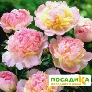 Пион Распберри Сандей (Paeonia Raspberry Sundae) купить по цене от 959р. в интернет-магазине «Посадика» с доставкой почтой в в Сысертье и по всей России – [изображение №1].