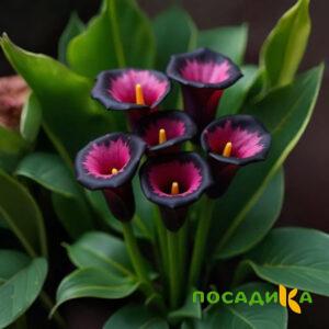 Калла Аура Лейс купить по цене от 400р. в интернет-магазине «Посадика» с доставкой почтой в в Сысертье и по всей России – [изображение №1].