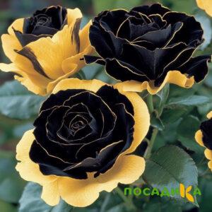 Роза Ханни Сикл купить по цене от 700р. в интернет-магазине «Посадика» с доставкой почтой в в Сысертье и по всей России – [изображение №1].