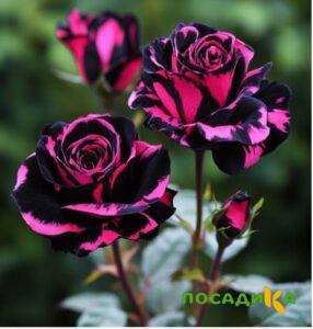 Роза Багровый Шепот купить по цене от 366р. в интернет-магазине «Посадика» с доставкой почтой в в Сысертье и по всей России – [изображение №1].
