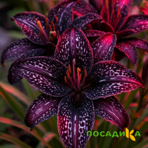 Лилейник Вояж купить по цене от 699р. в интернет-магазине «Посадика» с доставкой почтой в в Сысертье и по всей России – [изображение №1].