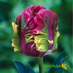 Тюльпан Экзотик Хэвен купить по цене от 186р. в интернет-магазине «Посадика» с доставкой почтой в в Сысертье и по всей России – [изображение №1].