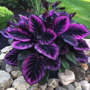 Хоста Люминоза купить по цене от 450р. в интернет-магазине «Посадика» с доставкой почтой в в Сысертье и по всей России – [изображение №1].