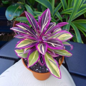 Хоста Сильвер Стик купить по цене от 650р. в интернет-магазине «Посадика» с доставкой почтой в в Сысертье и по всей России – [изображение №1].