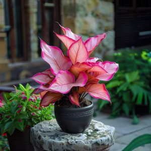 Хоста Розовая Симфония купить по цене от 800р. в интернет-магазине «Посадика» с доставкой почтой в в Сысертье и по всей России – [изображение №1].