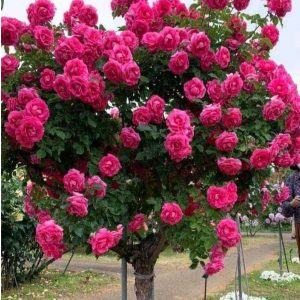 Роза Версаля купить по цене от 232р. в интернет-магазине «Посадика» с доставкой почтой в в Сысертье и по всей России – [изображение №1].