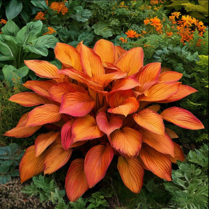 Хоста Солнечный Нектар купить по цене от 605р. в интернет-магазине «Посадика» с доставкой почтой в в Сысертье и по всей России – [изображение №1].