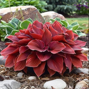 Хоста Рэд Эйнджл купить по цене от 549р. в интернет-магазине «Посадика» с доставкой почтой в в Сысертье и по всей России – [изображение №1].