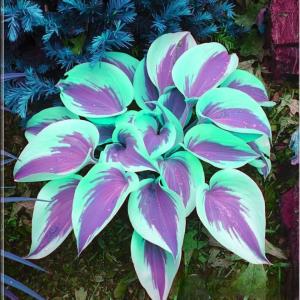 Хоста Висперин Бьюти купить по цене от 379р. в интернет-магазине «Посадика» с доставкой почтой в в Сысертье и по всей России – [изображение №1].