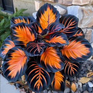 Хоста Сикрет Форест купить по цене от 601р. в интернет-магазине «Посадика» с доставкой почтой в в Сысертье и по всей России – [изображение №1].