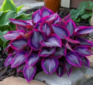 Хоста Сикрет Гарденс купить по цене от 549р. в интернет-магазине «Посадика» с доставкой почтой в в Сысертье и по всей России – [изображение №1].