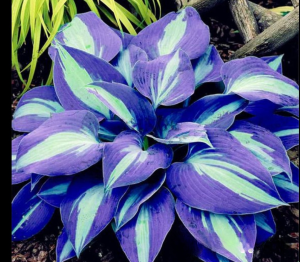 Хоста Аурелия купить по цене от 450р. в интернет-магазине «Посадика» с доставкой почтой в в Сысертье и по всей России – [изображение №1].